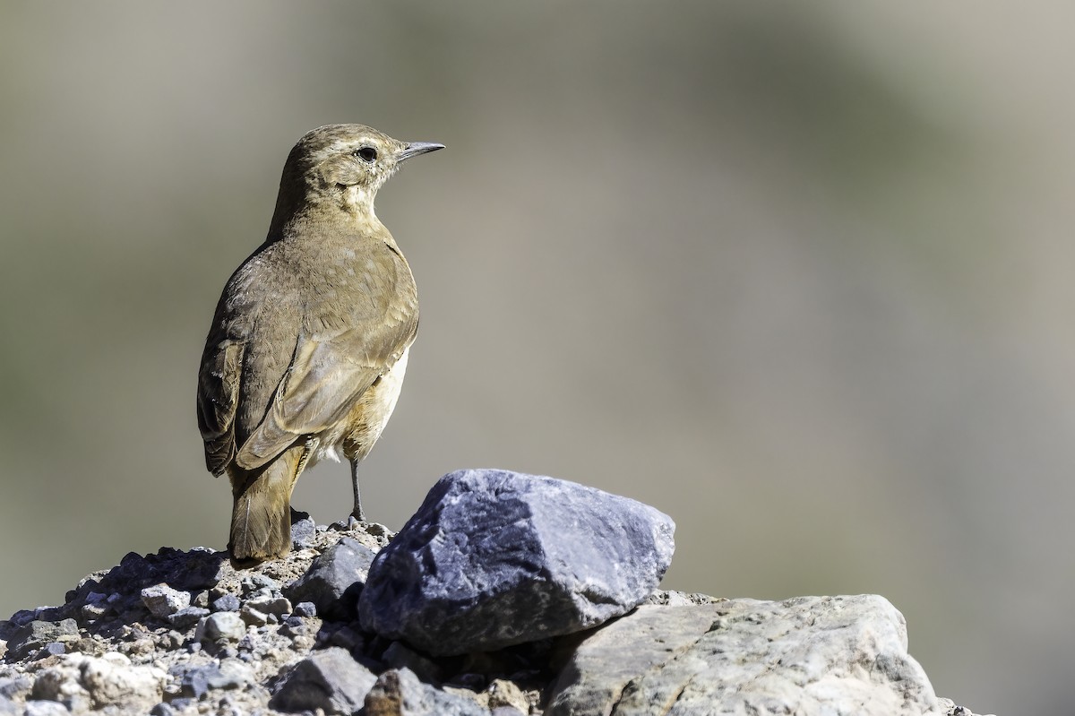 Краснохвостый землекоп - ML646705930