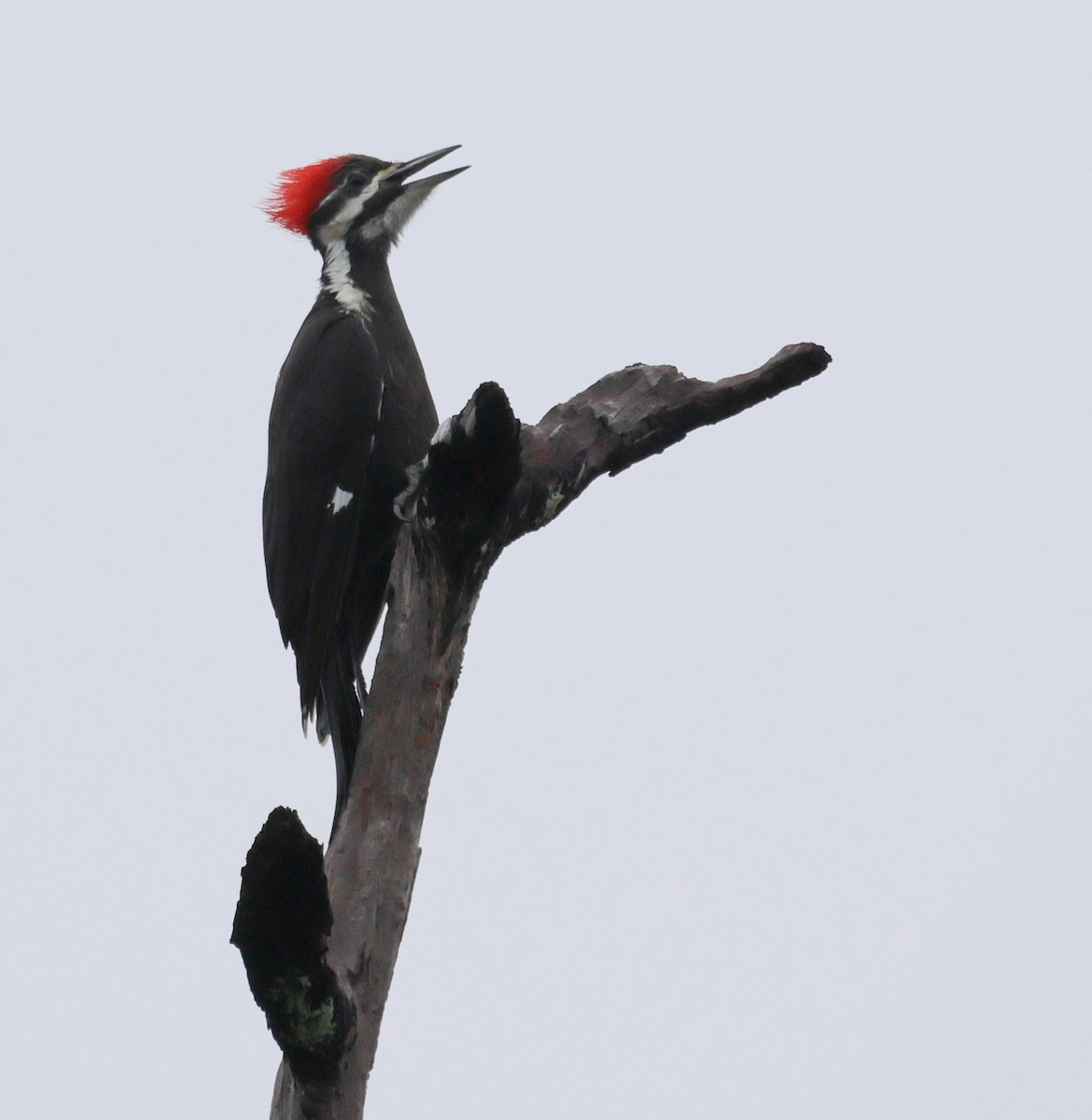 hvitbrynsvartspett - ML646705932