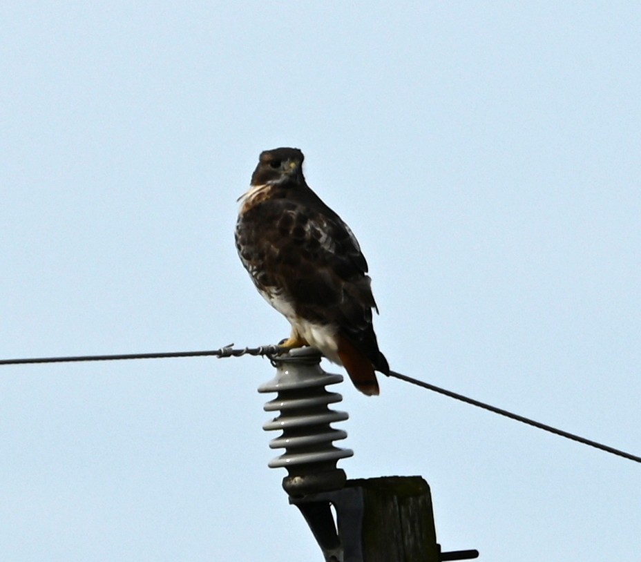 Канюк неоарктичний - ML646705934