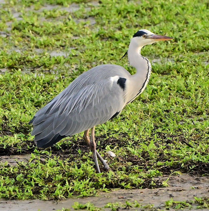 Серая цапля - ML646705935
