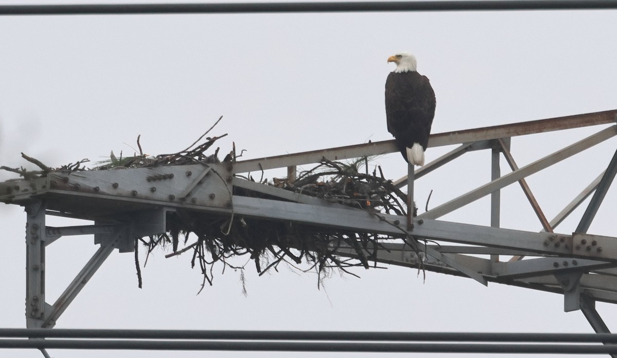 hvithodehavørn - ML646705937