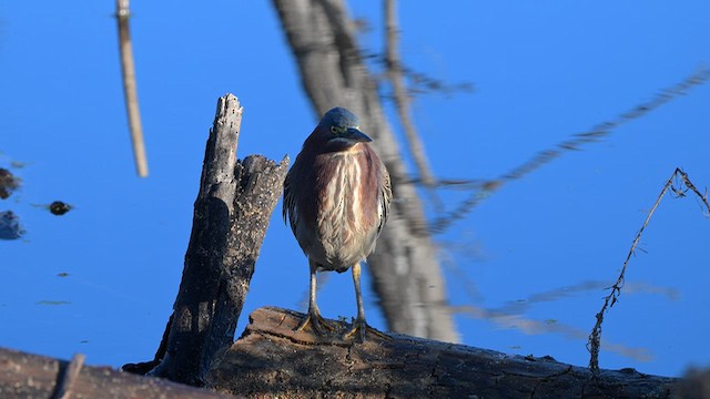 Green Heron - ML646705938