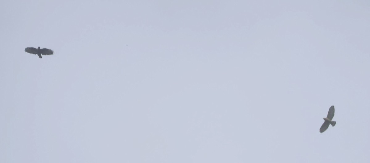 Black Hawk-Eagle - ML646705939