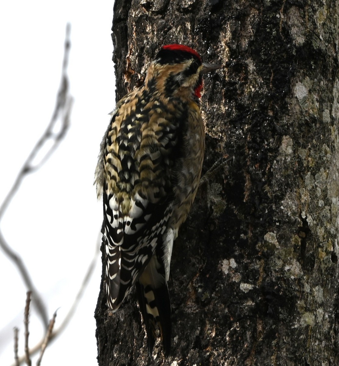 Дятел-смоктун жовточеревий - ML646705941