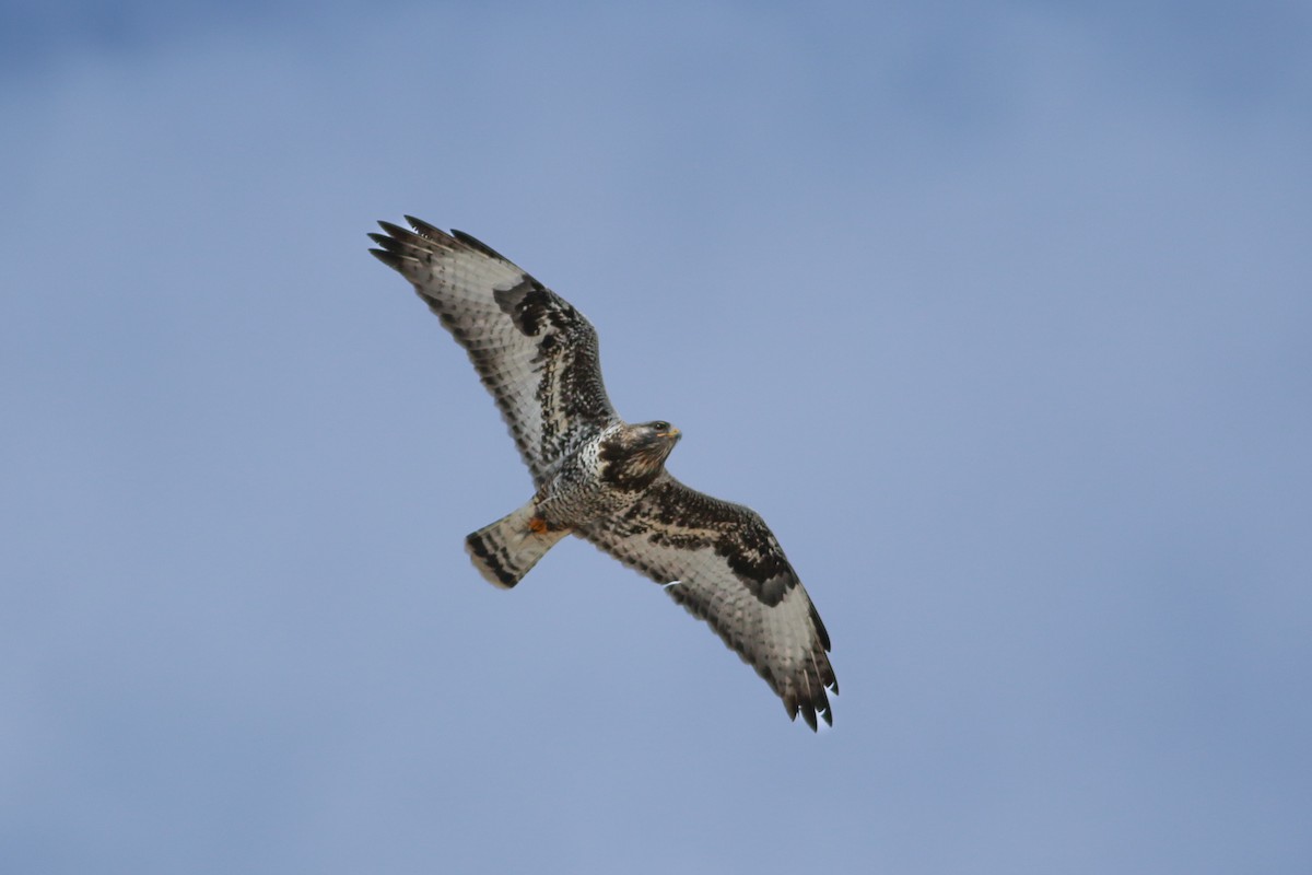 Тарлан сар - ML646705944