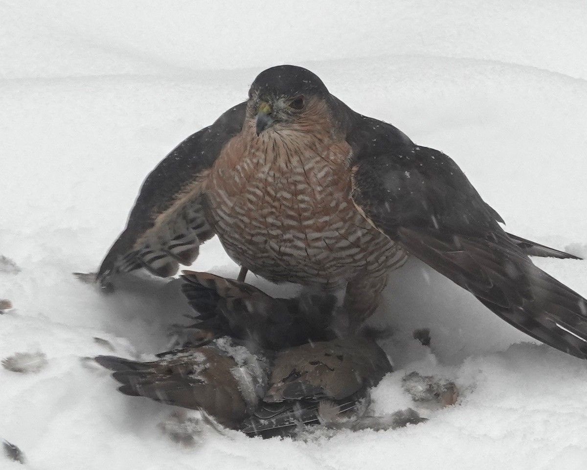 Sharp-shinned Hawk - ML646705946