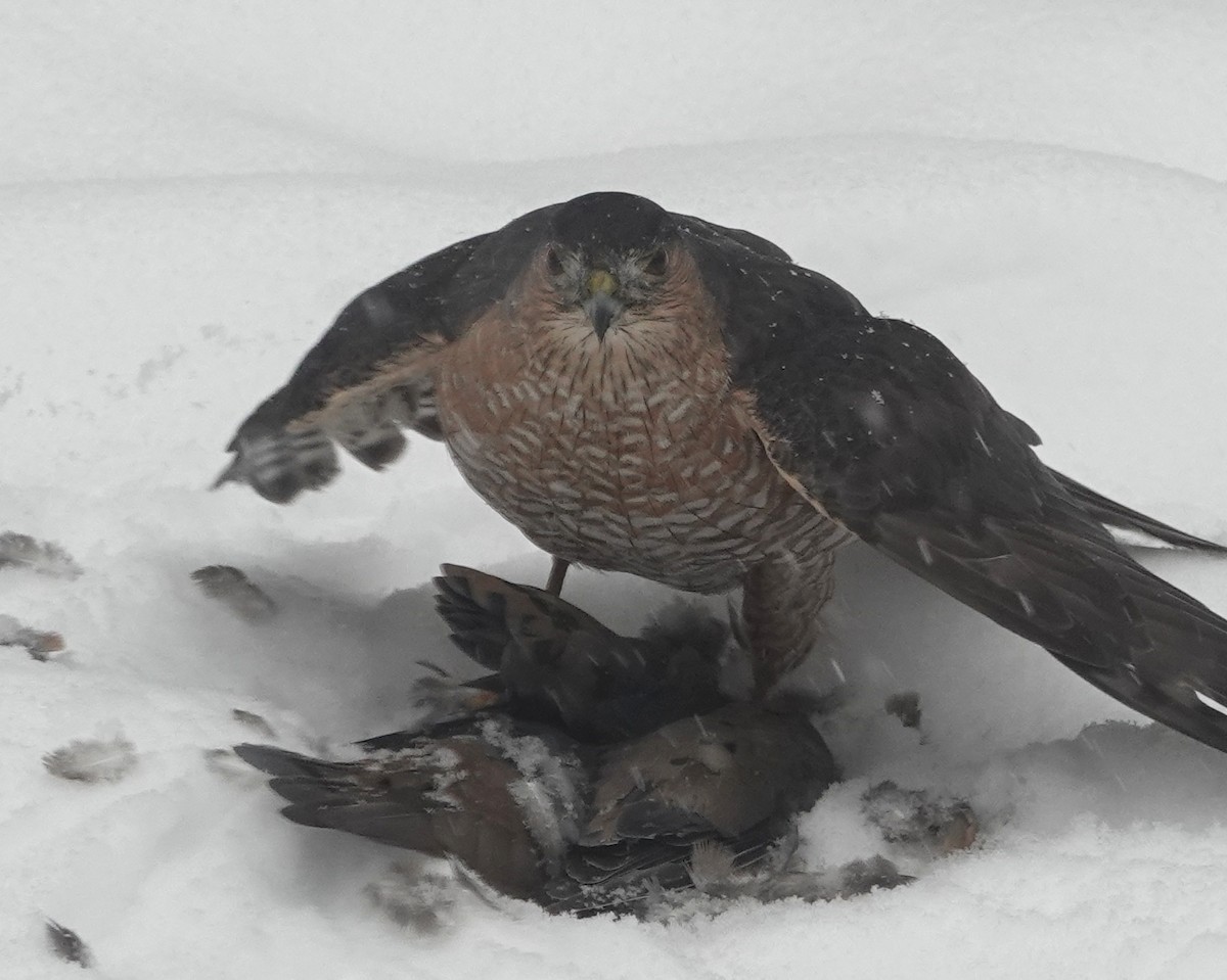 Sharp-shinned Hawk - ML646705947