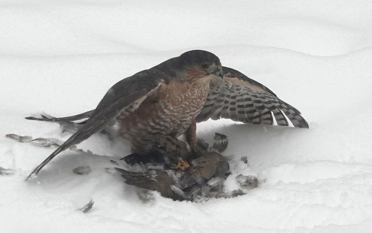 Sharp-shinned Hawk - ML646705948