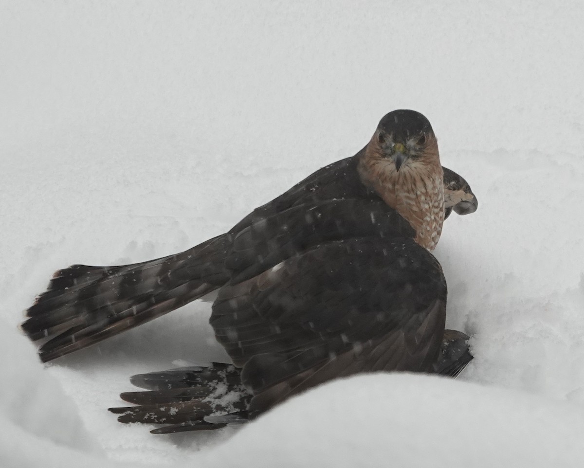 Sharp-shinned Hawk - ML646705949