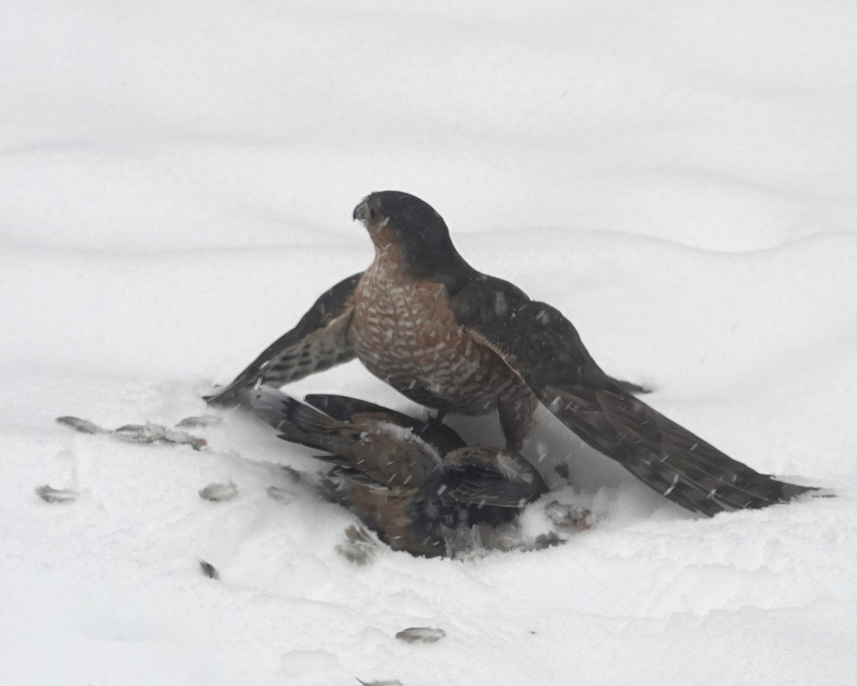 Sharp-shinned Hawk - ML646705950