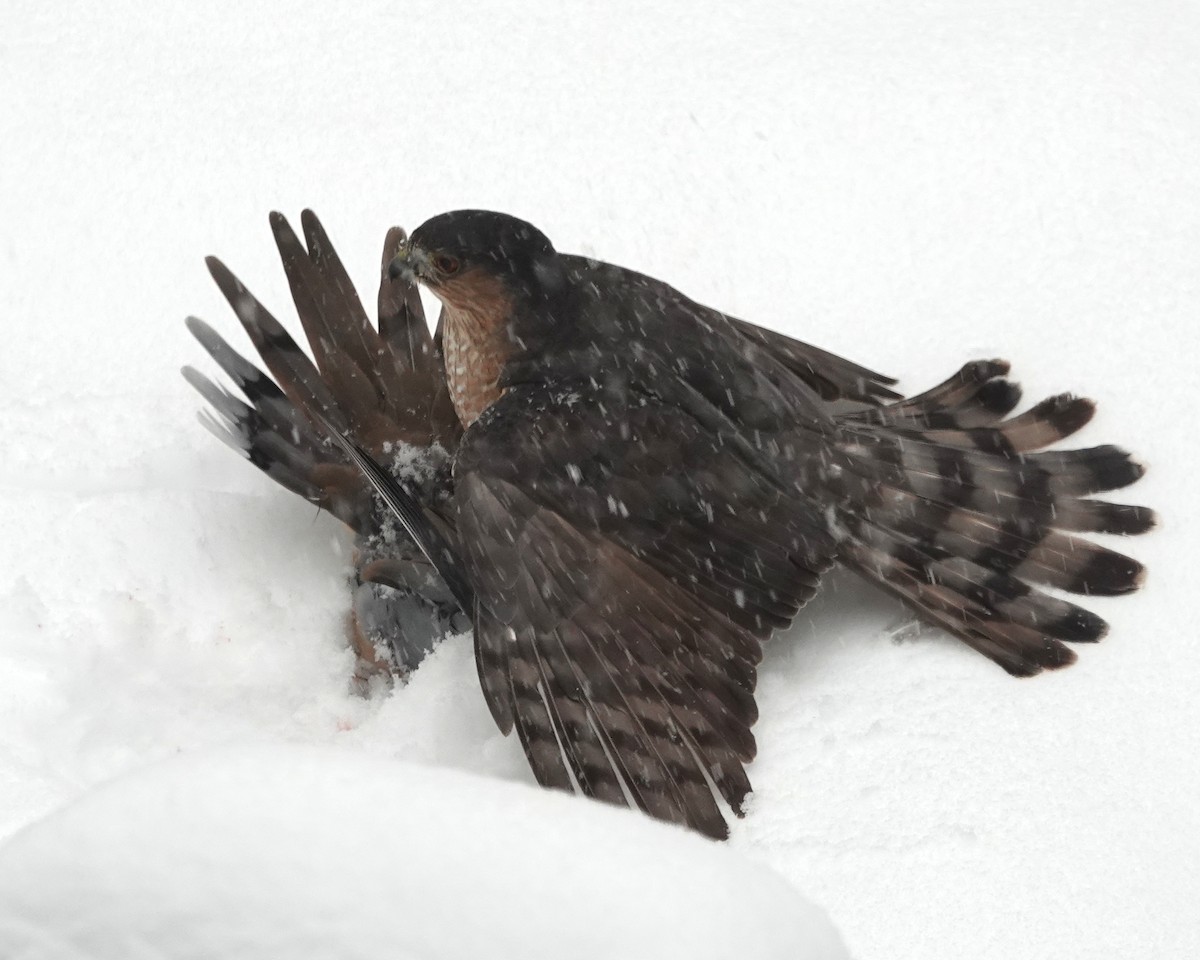 Sharp-shinned Hawk - ML646705951