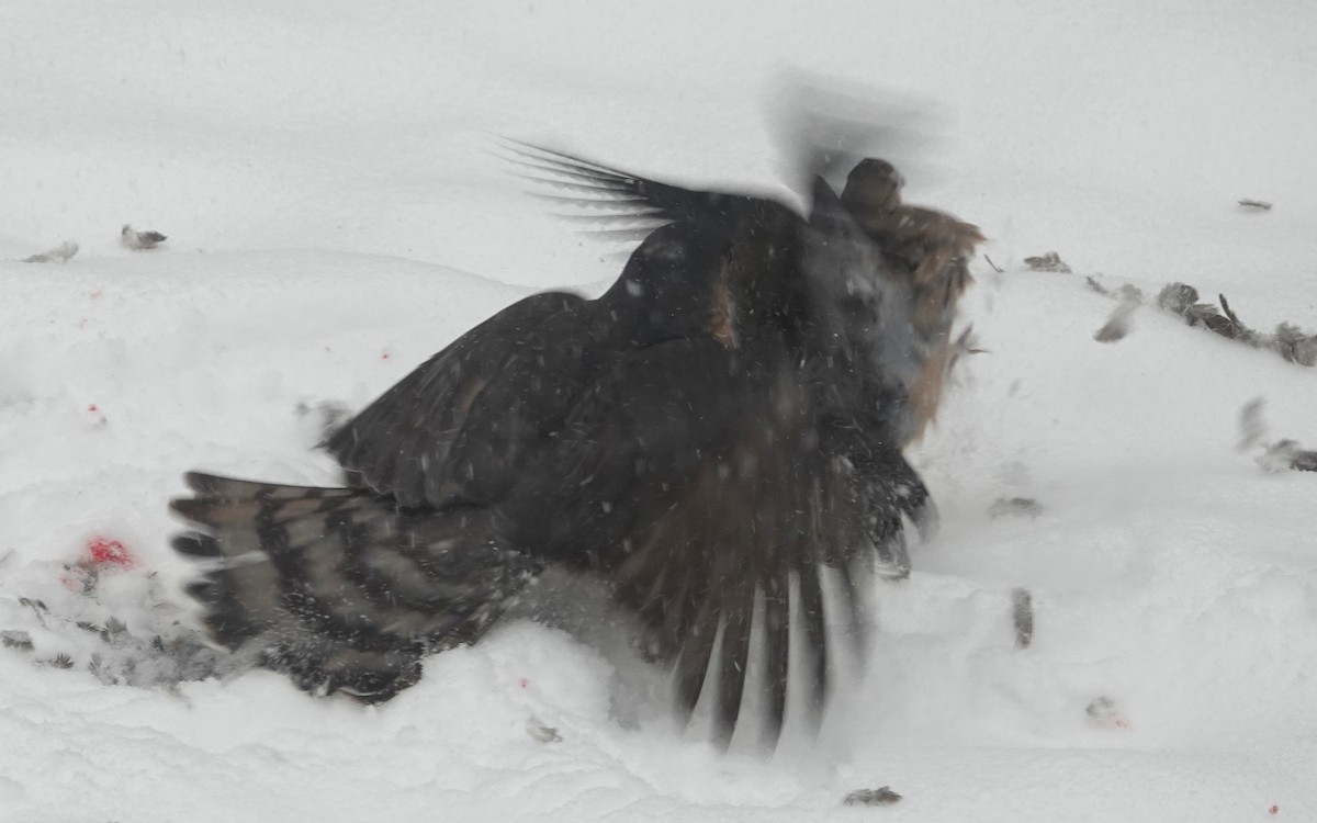 Sharp-shinned Hawk - ML646705952