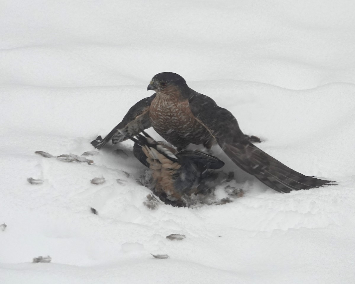 Sharp-shinned Hawk - ML646705953