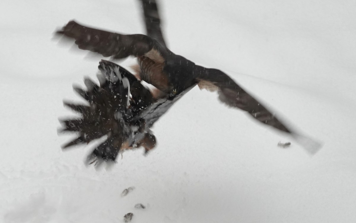 Sharp-shinned Hawk - ML646705954