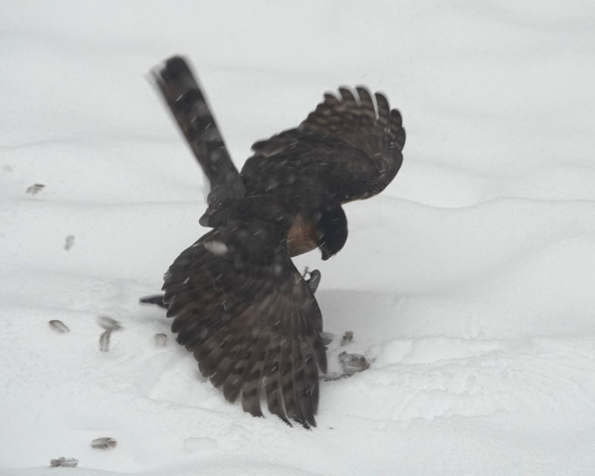 Sharp-shinned Hawk - ML646705955