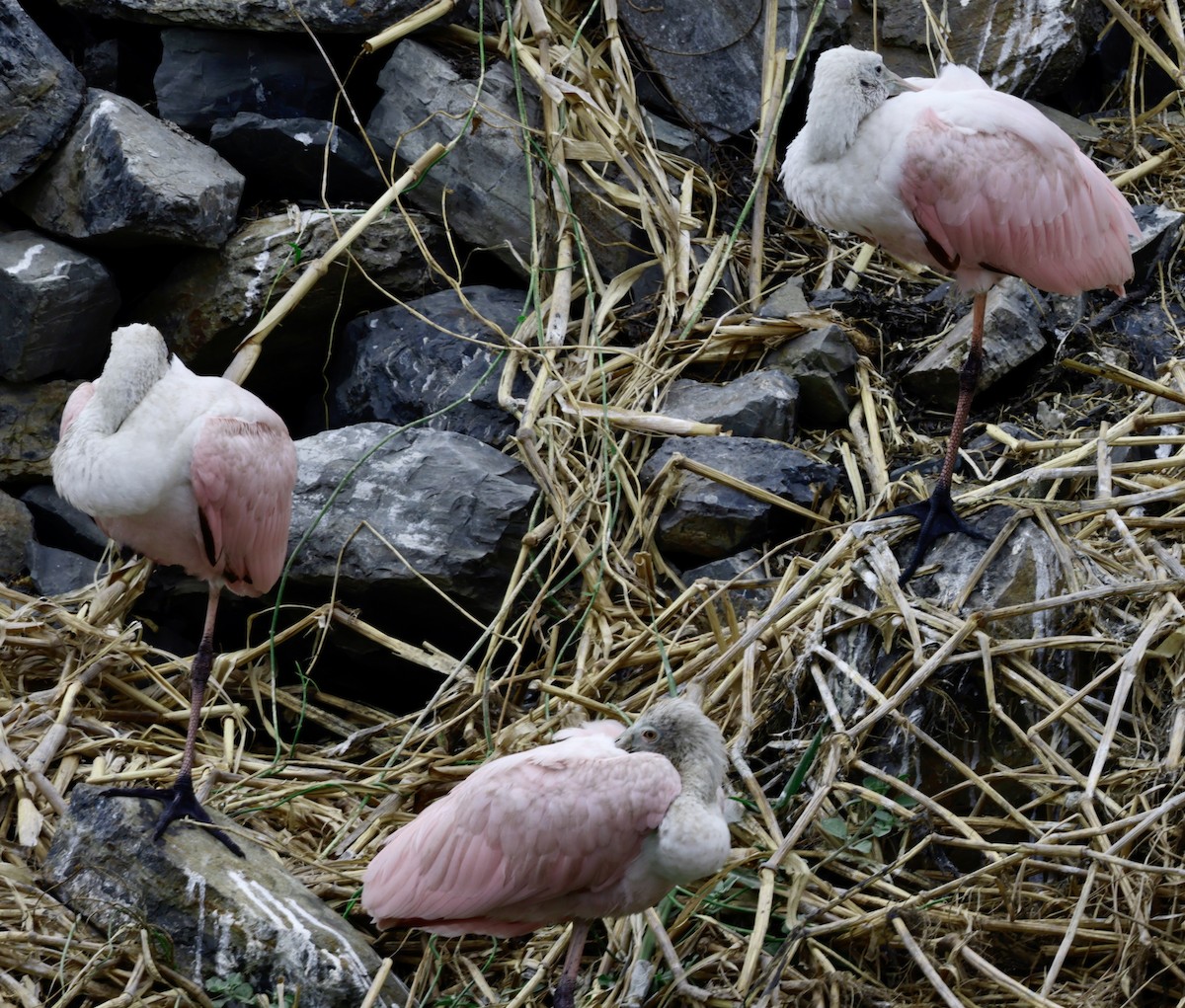 Roseate Spoonbill - ML646705956