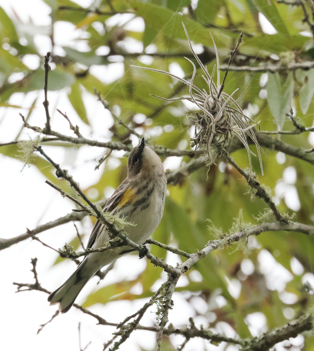 myrteparula - ML646705959