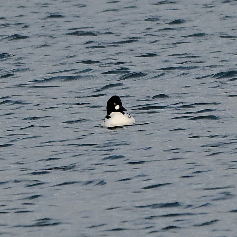 Гоголь - ML646705961