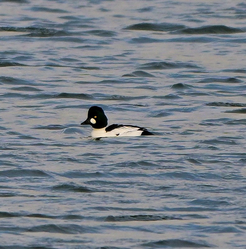 Гоголь - ML646705963