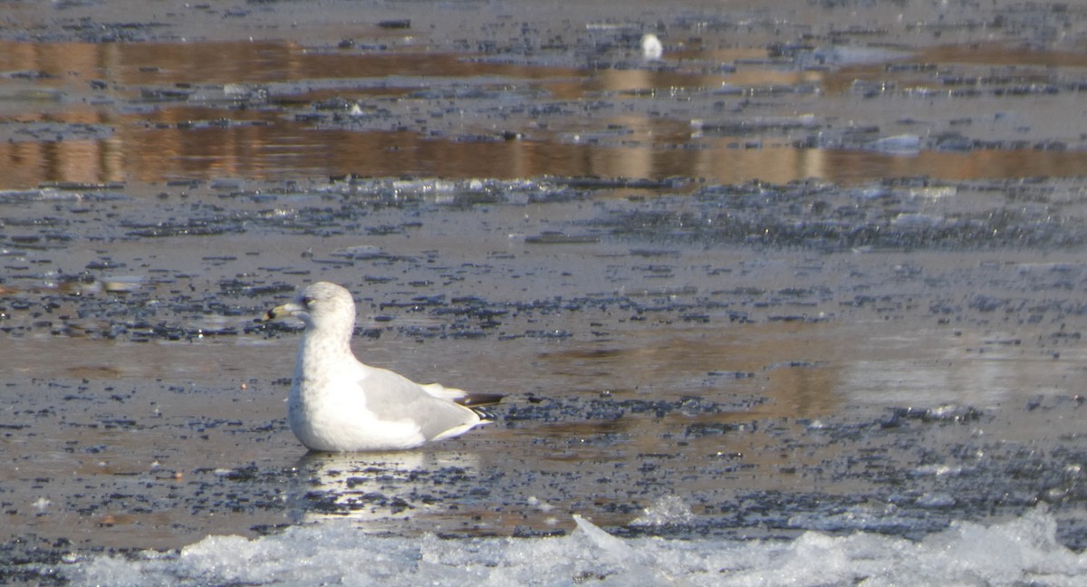 Ring-billed Gull - ML646705965