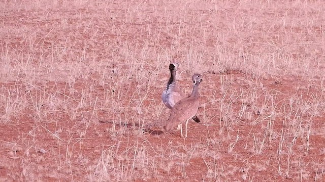 Rüppell's Bustard - ML646705971