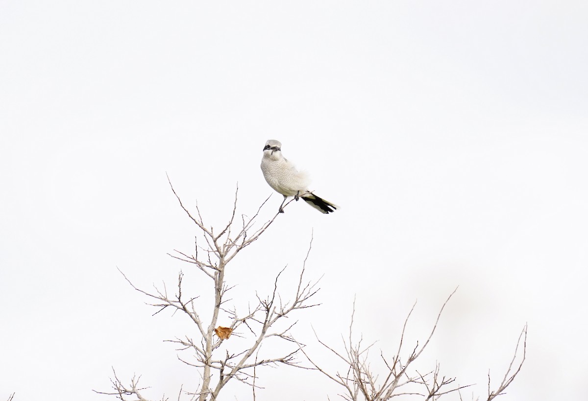 オオモズ - ML646705972