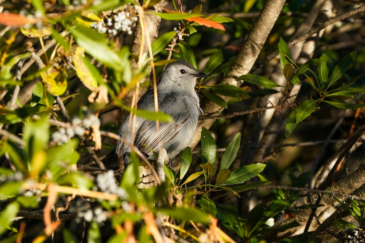 Gray Catbird - ML646705973