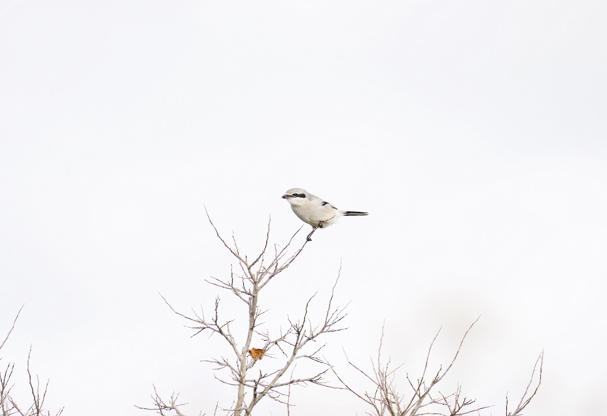 オオモズ - ML646705975