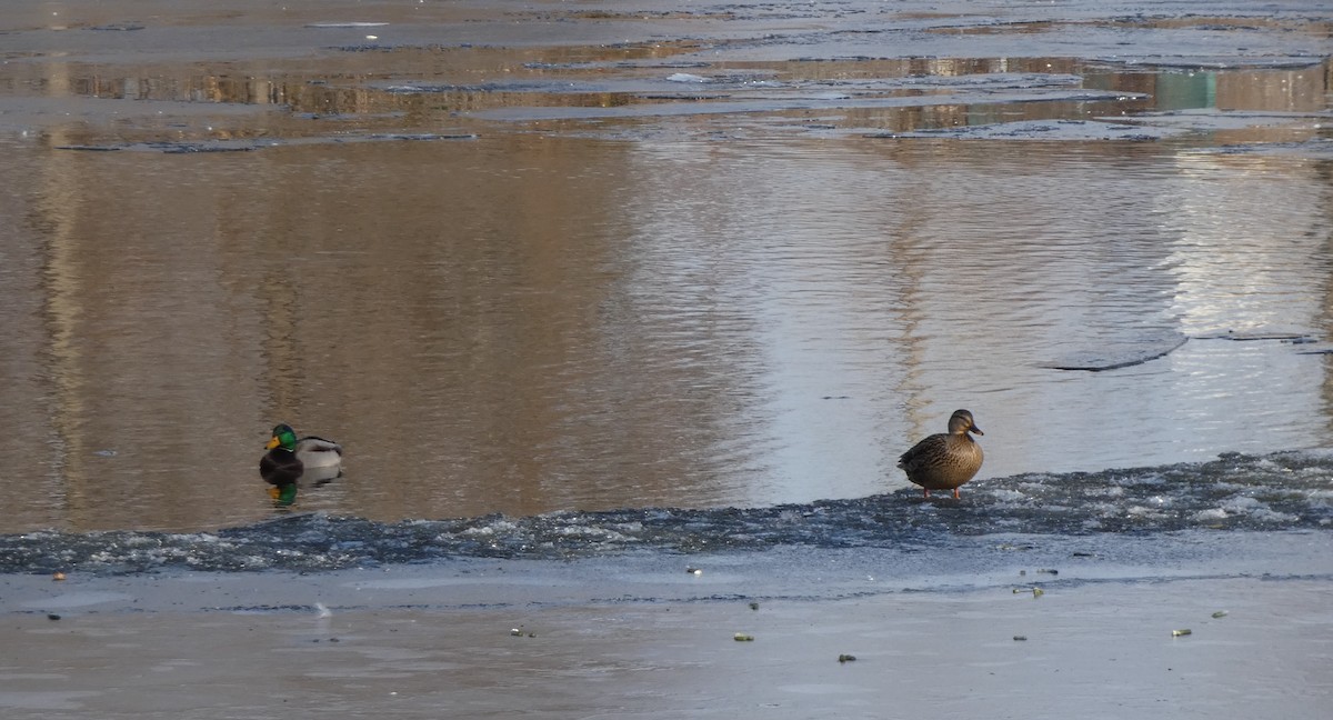 Зэрлэг нугас - ML646705976