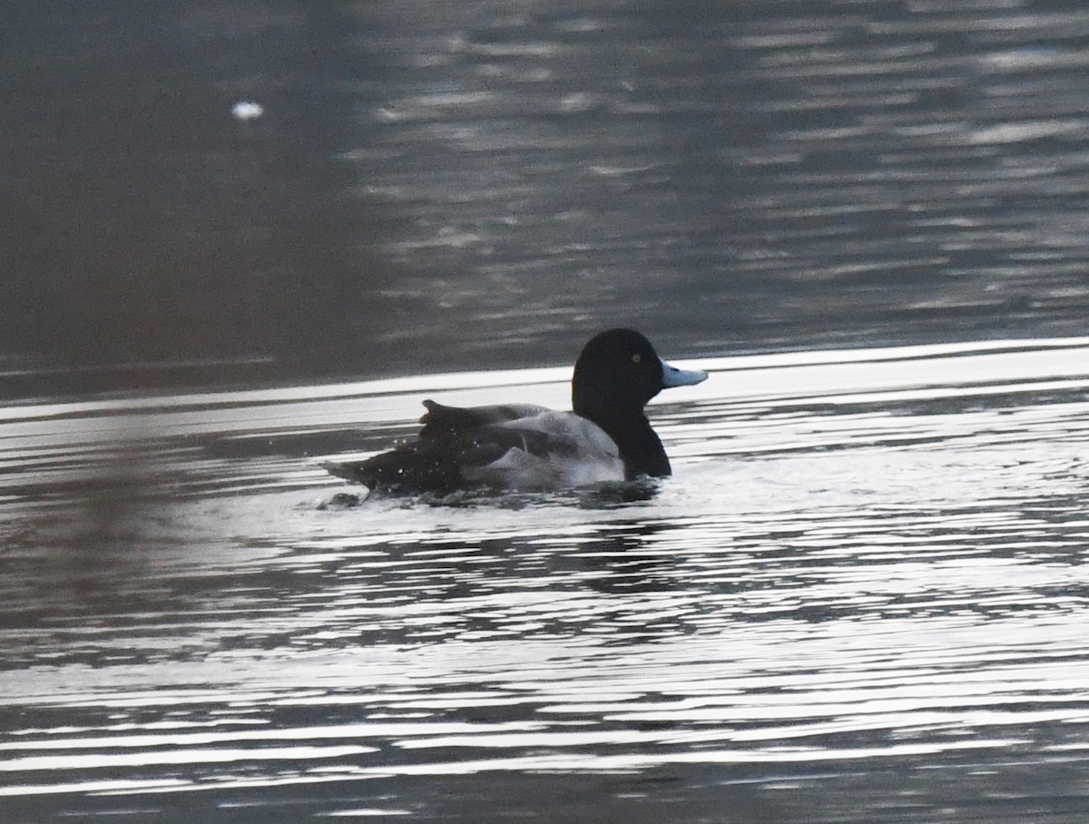 スズガモ - ML646705977