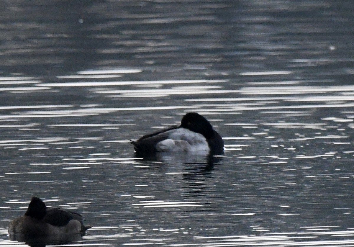 スズガモ - ML646705978