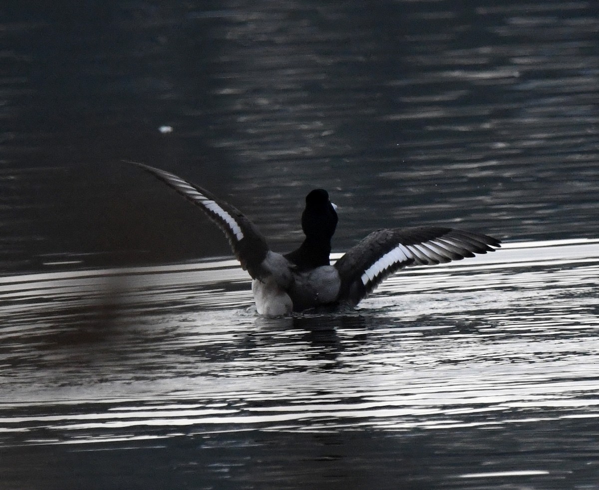 スズガモ - ML646705979