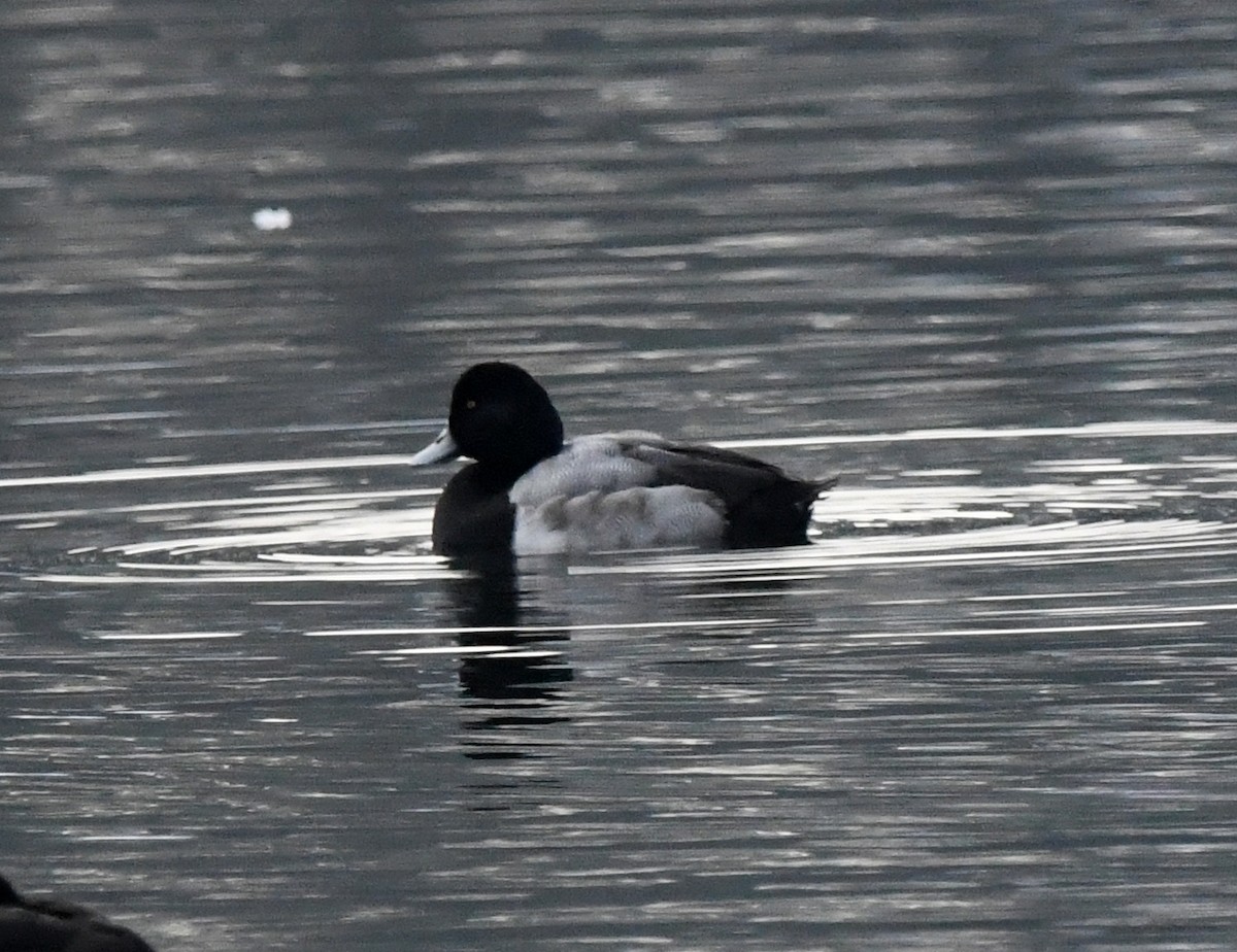 スズガモ - ML646705980