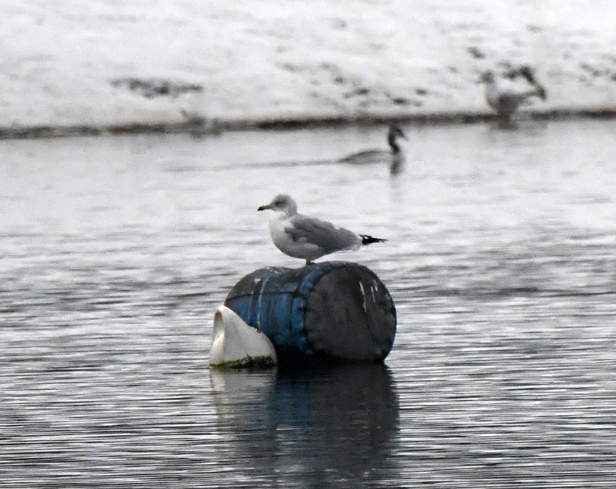 Common Gull (European) - ML646705981