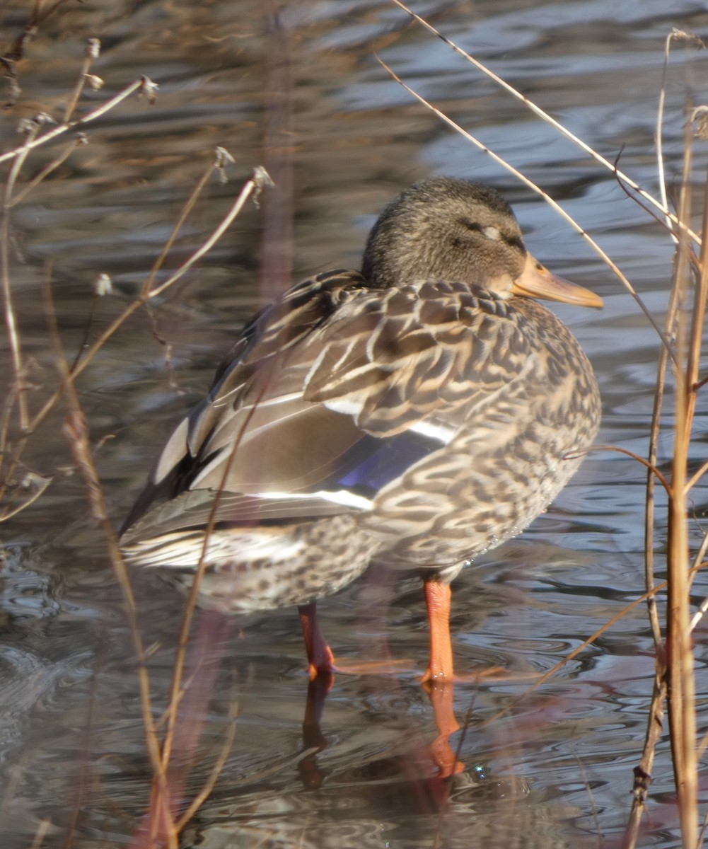 Зэрлэг нугас - ML646705982