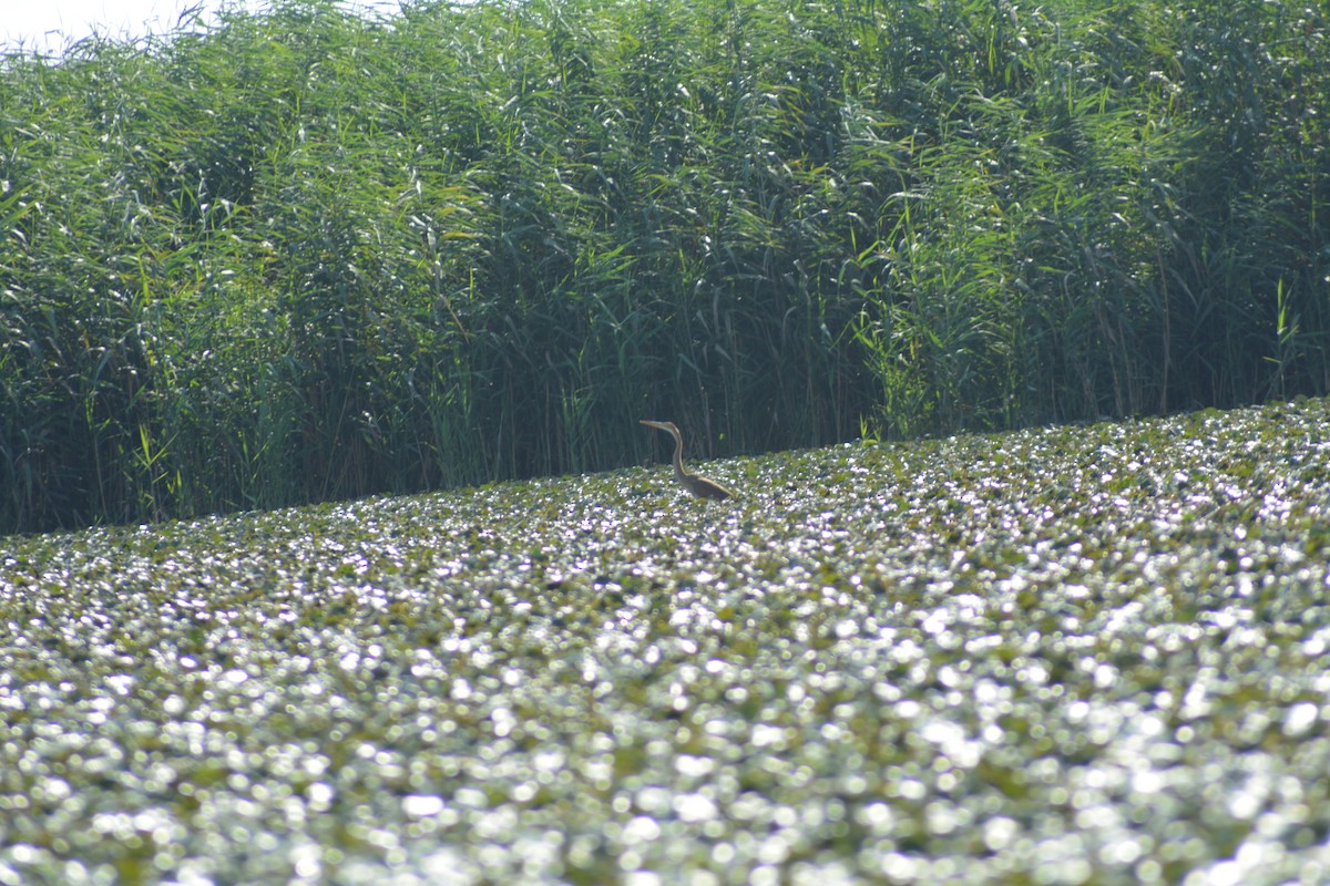 Koartza gorria - ML646705983