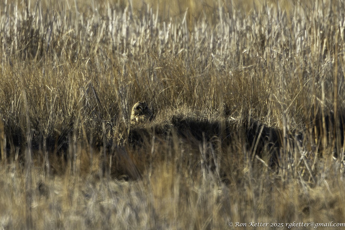 kalous pustovka - ML646705984