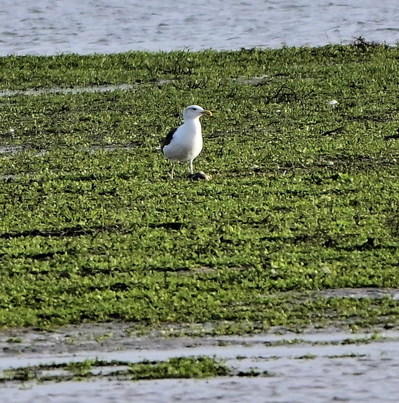 Great Black-backed Gull - ML646705986