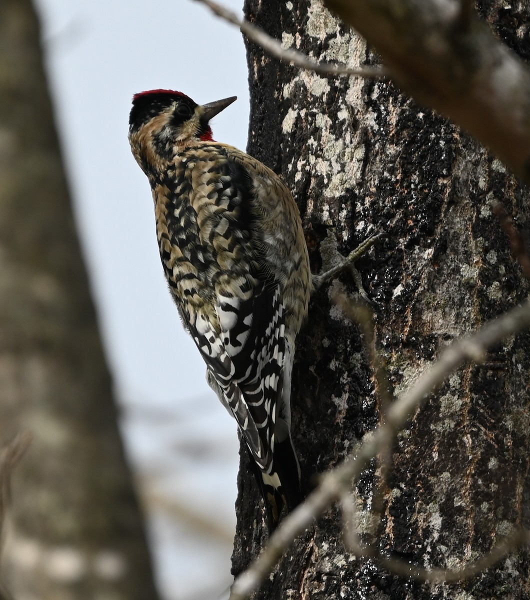 Дятел-смоктун жовточеревий - ML646705987
