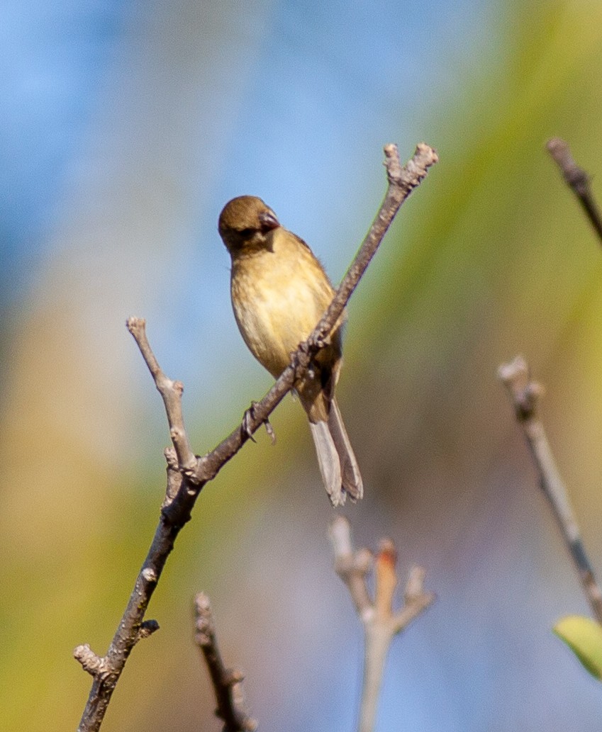 Cinnamon-rumped Seedeater - ML646705988