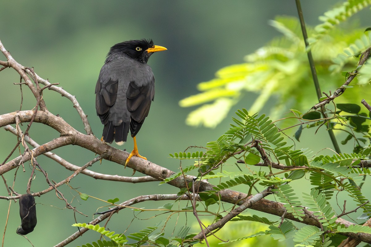 Javan Myna - ML646705992