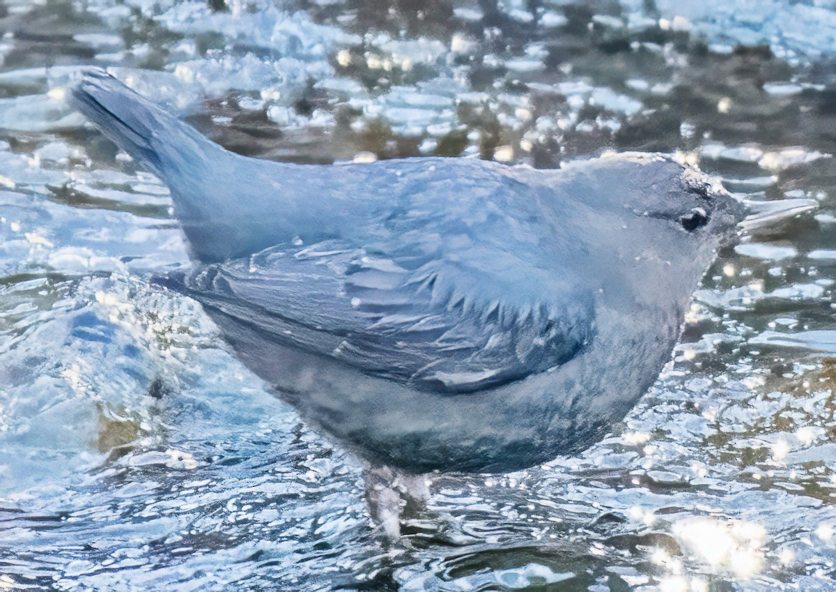 American Dipper - ML646705993