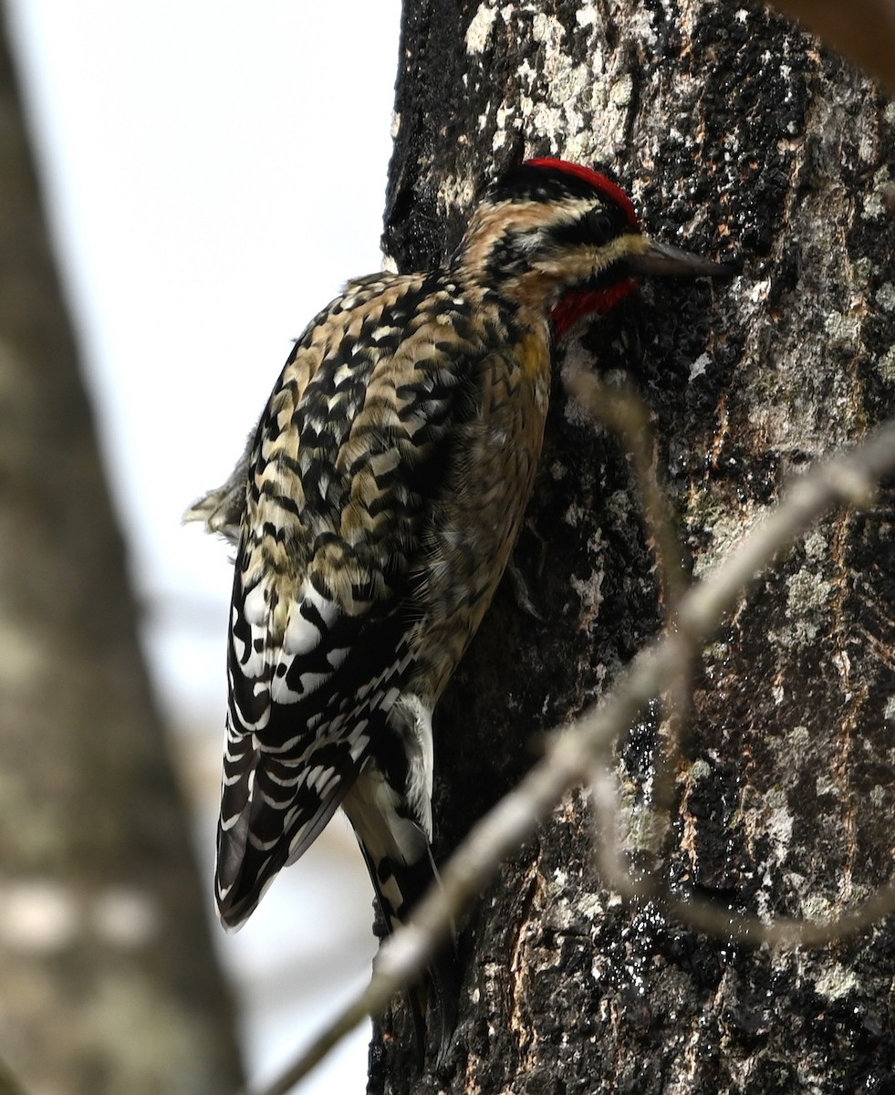 Дятел-смоктун жовточеревий - ML646705996