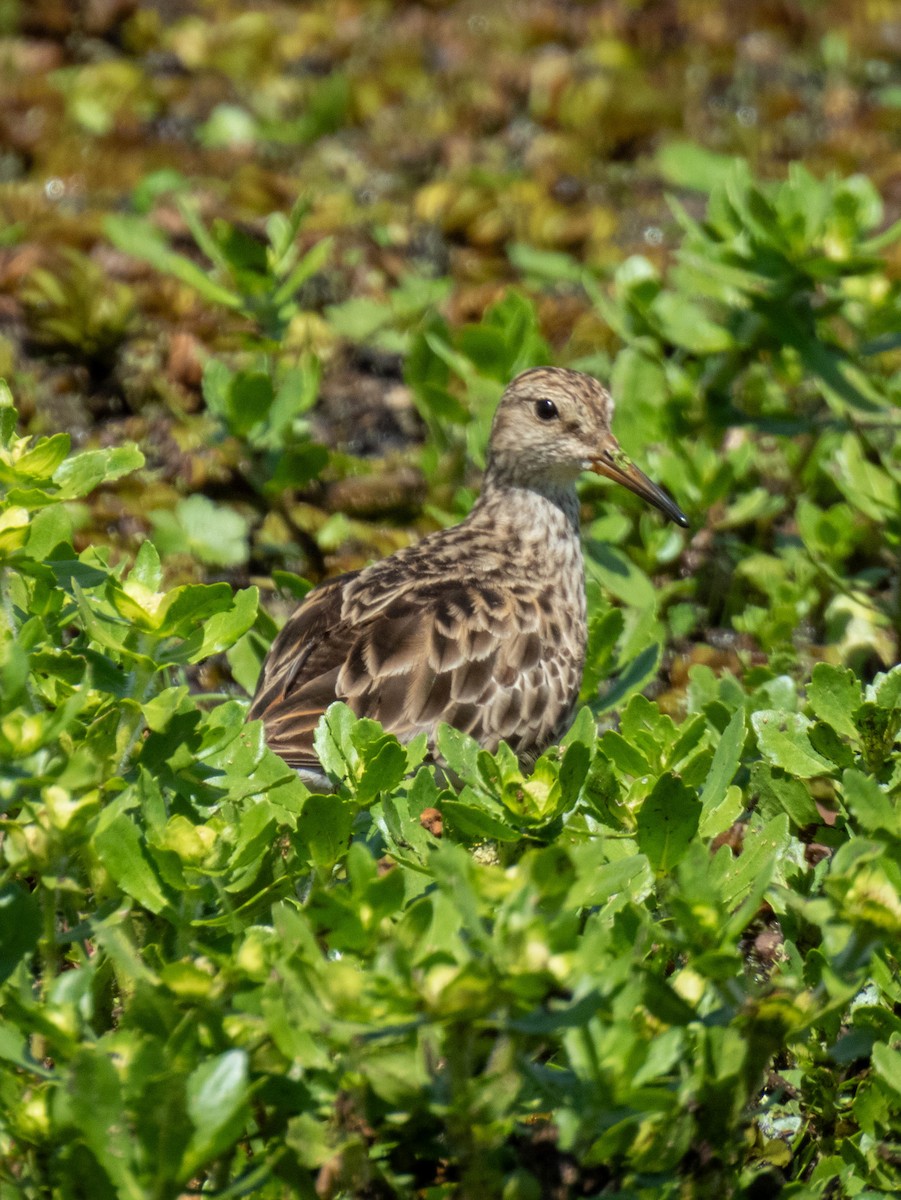 Graubrust-Strandläufer - ML646705997