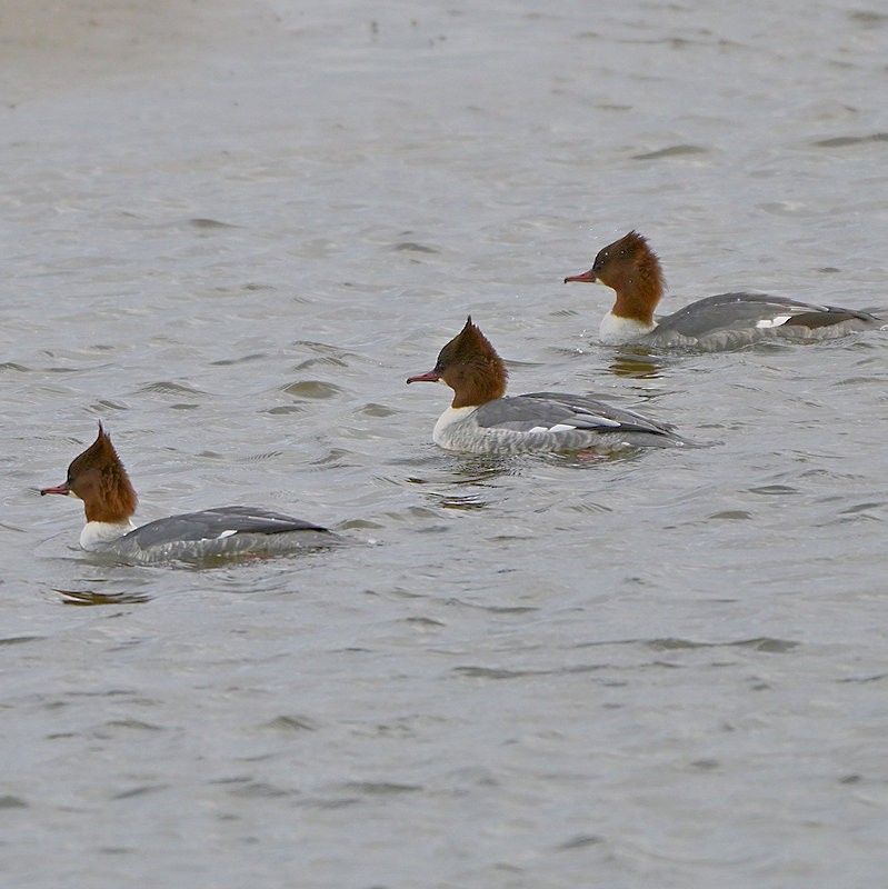 Большой крохаль - ML646705999