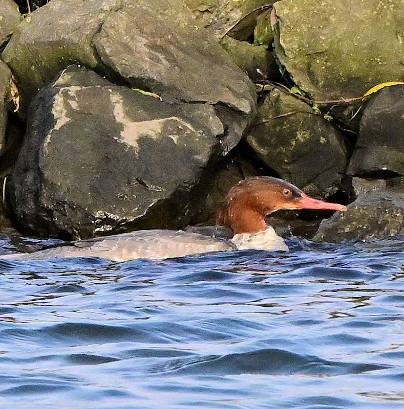 Большой крохаль - ML646706000