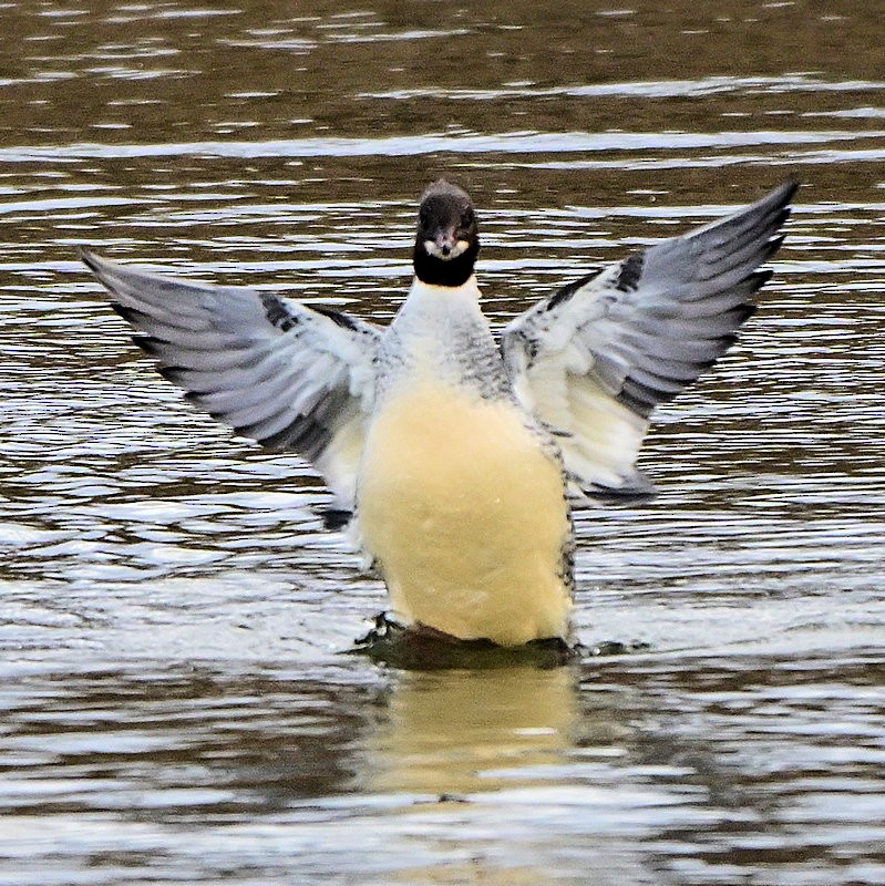 Большой крохаль - ML646706002
