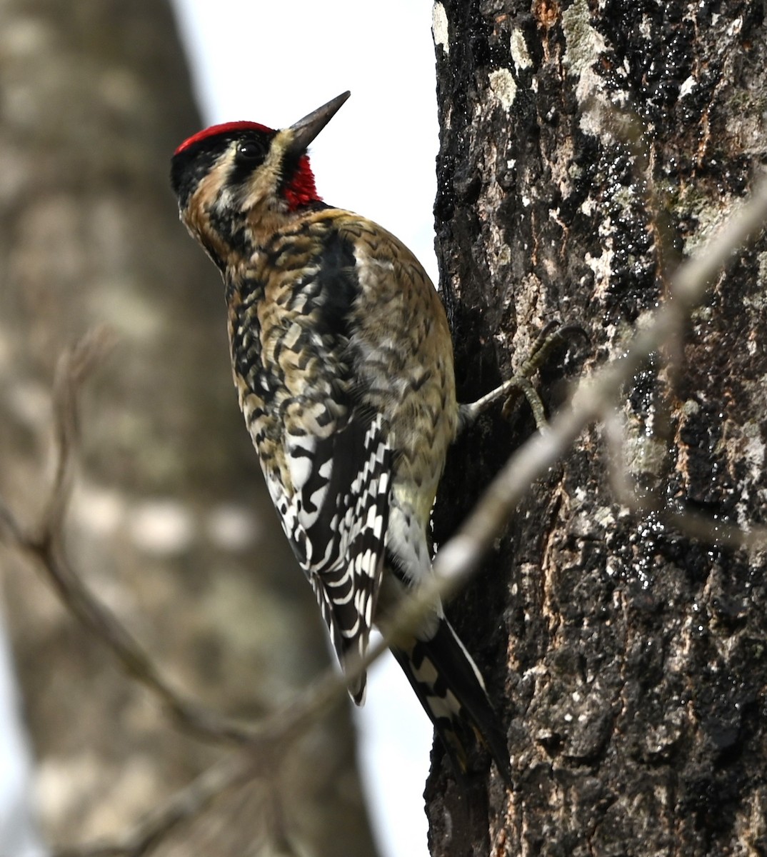 Дятел-смоктун жовточеревий - ML646706006