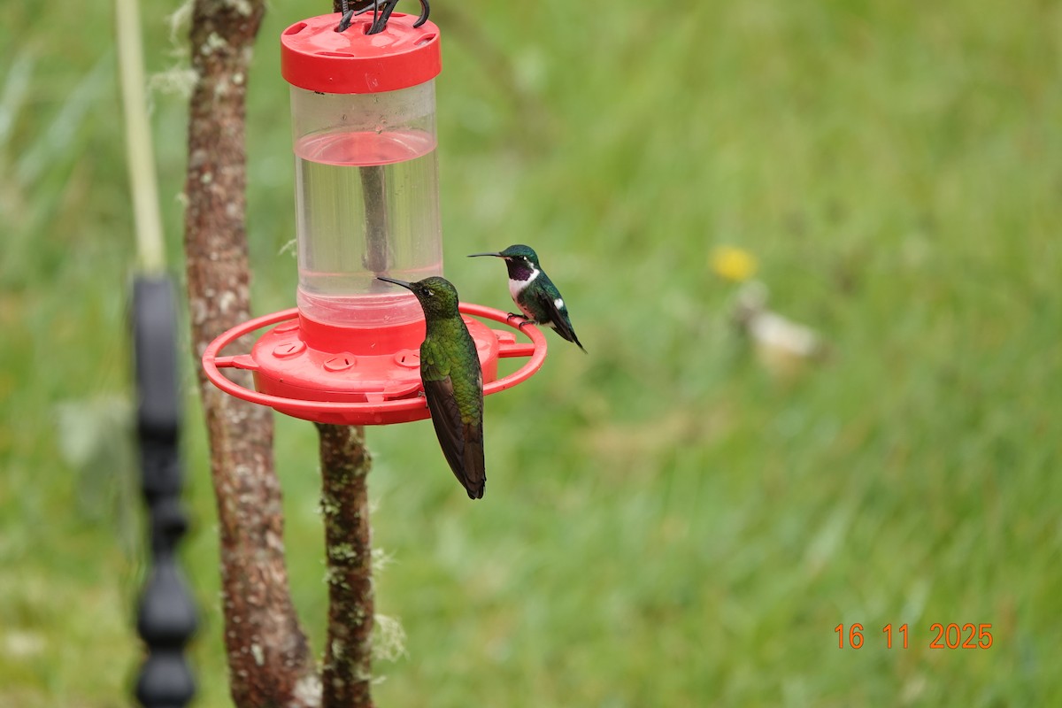 hvitbukkolibri - ML646706008