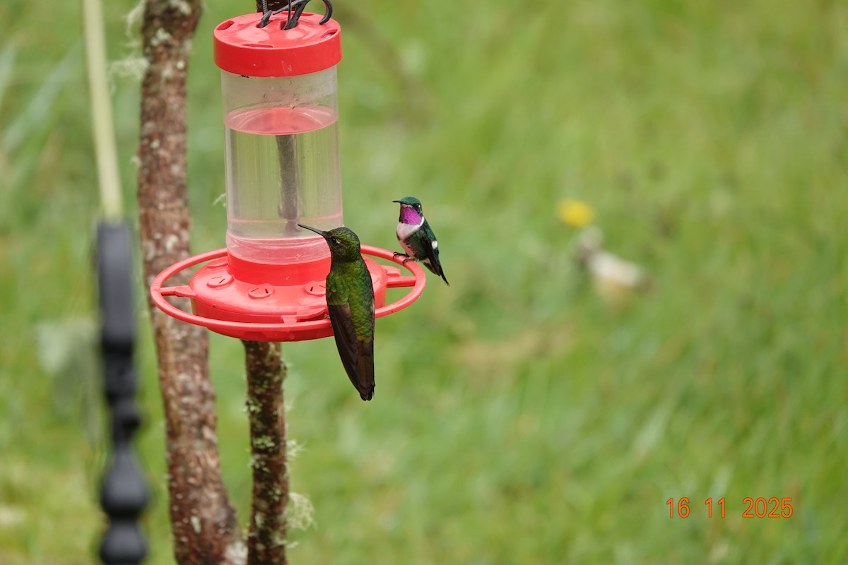 hvitbukkolibri - ML646706009